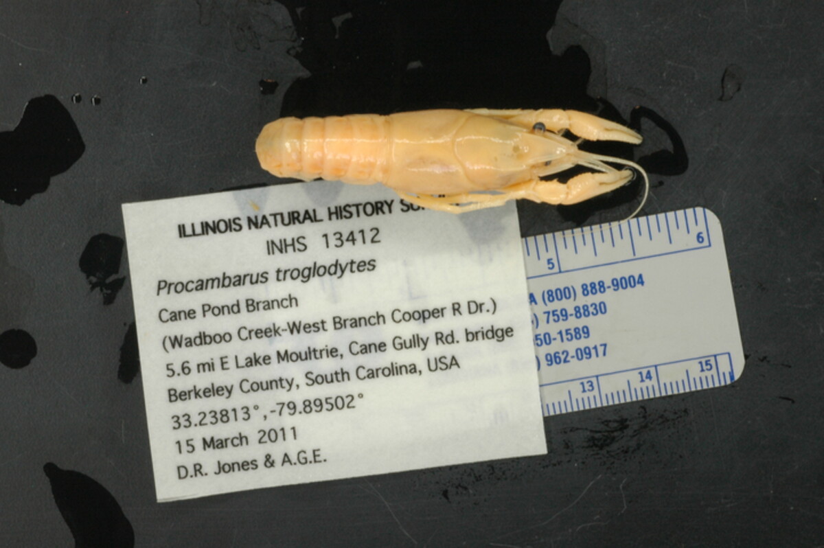 Procambarus troglodytes image